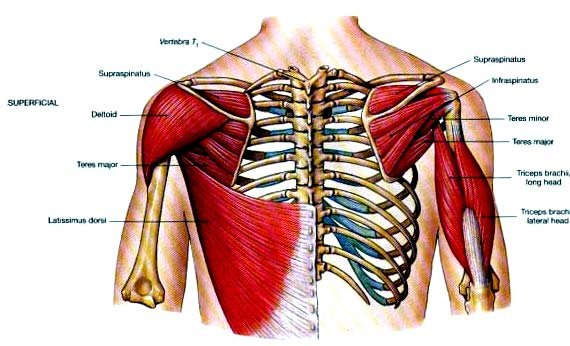 lat - back muscles.jpg, May 2022